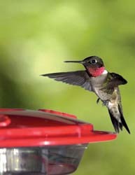 Hummingbird Feeder with Nectar