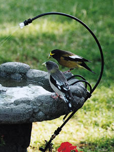 Dripper with birds