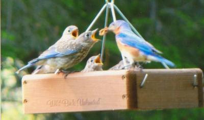 bluebird babies