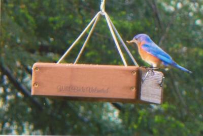Bluebird on ecotray