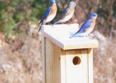 Bluebirds on house