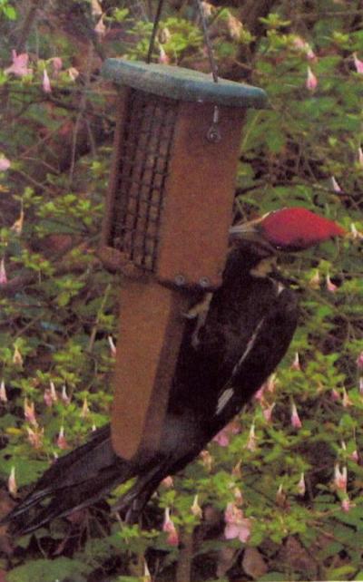 woodpecker on suet feeder
