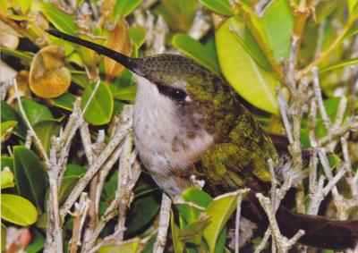 Hummingbird