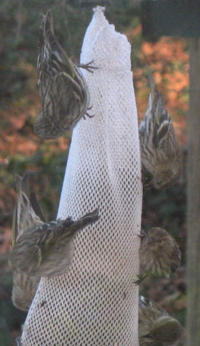 Pine Siskins on Thistle Sock