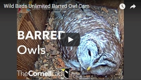 Click to launch Owl Cam