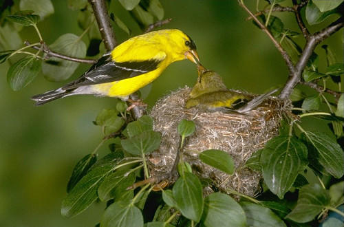 goldfich nest