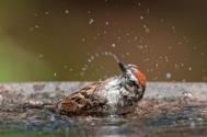 bath