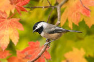 chickadee fall