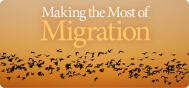 Fall migration
