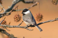 Carolina Chickadee